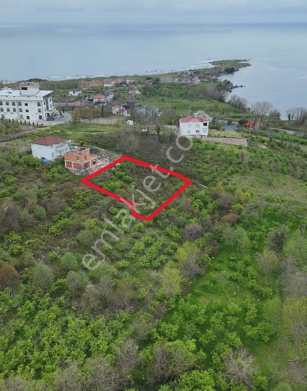 Perşembe Yason Burnunda Satılık 928 M2. Bahçe. - Görsel 2