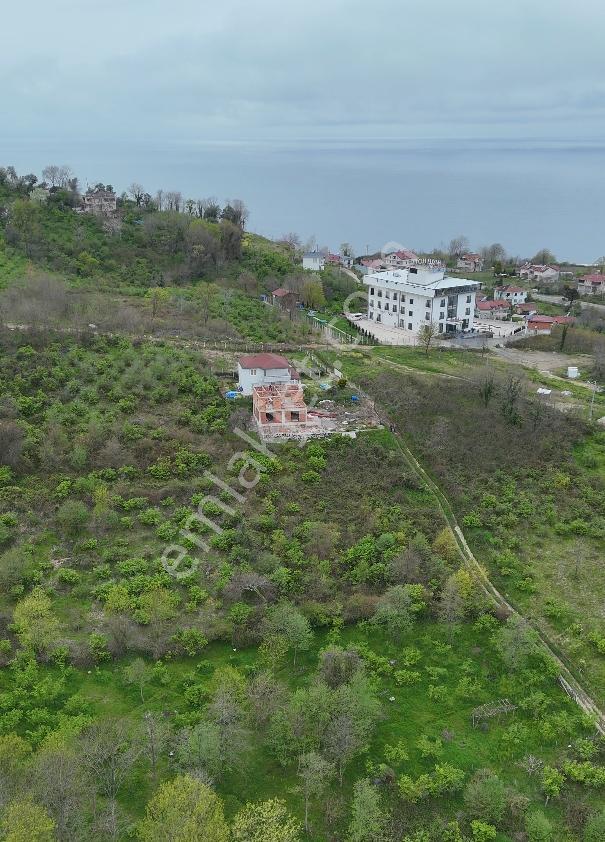Perşembe Yason Burnunda Satılık 928 M2. Bahçe. - Görsel 5