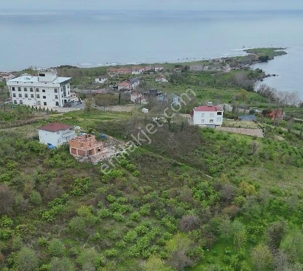 Perşembe Yason Burnunda Satılık 928 M2. Bahçe.