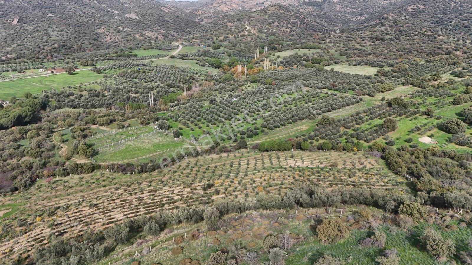Turpa Arxesten Deniz Manzaralı 46 Dönüm Çiftlik Satılıktır. - Görsel 32