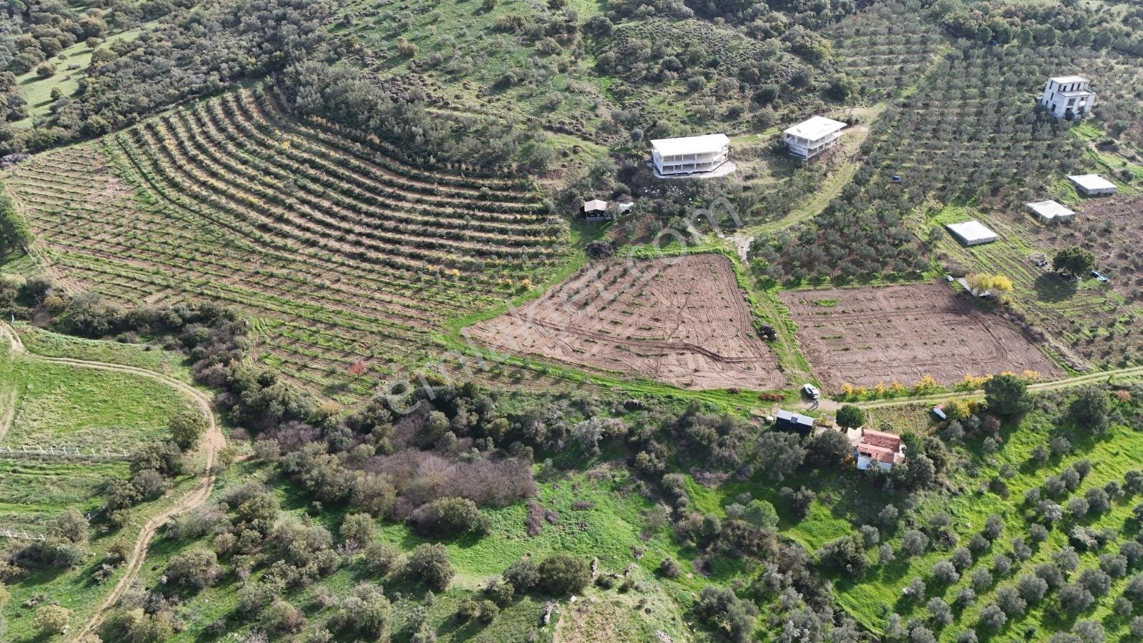 Turpa Arxesten Deniz Manzaralı 46 Dönüm Çiftlik Satılıktır. - Görsel 19