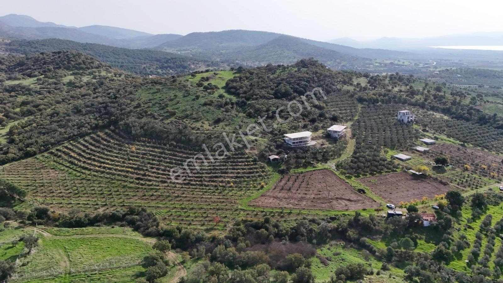 Turpa Arxesten Deniz Manzaralı 46 Dönüm Çiftlik Satılıktır. - Görsel 21