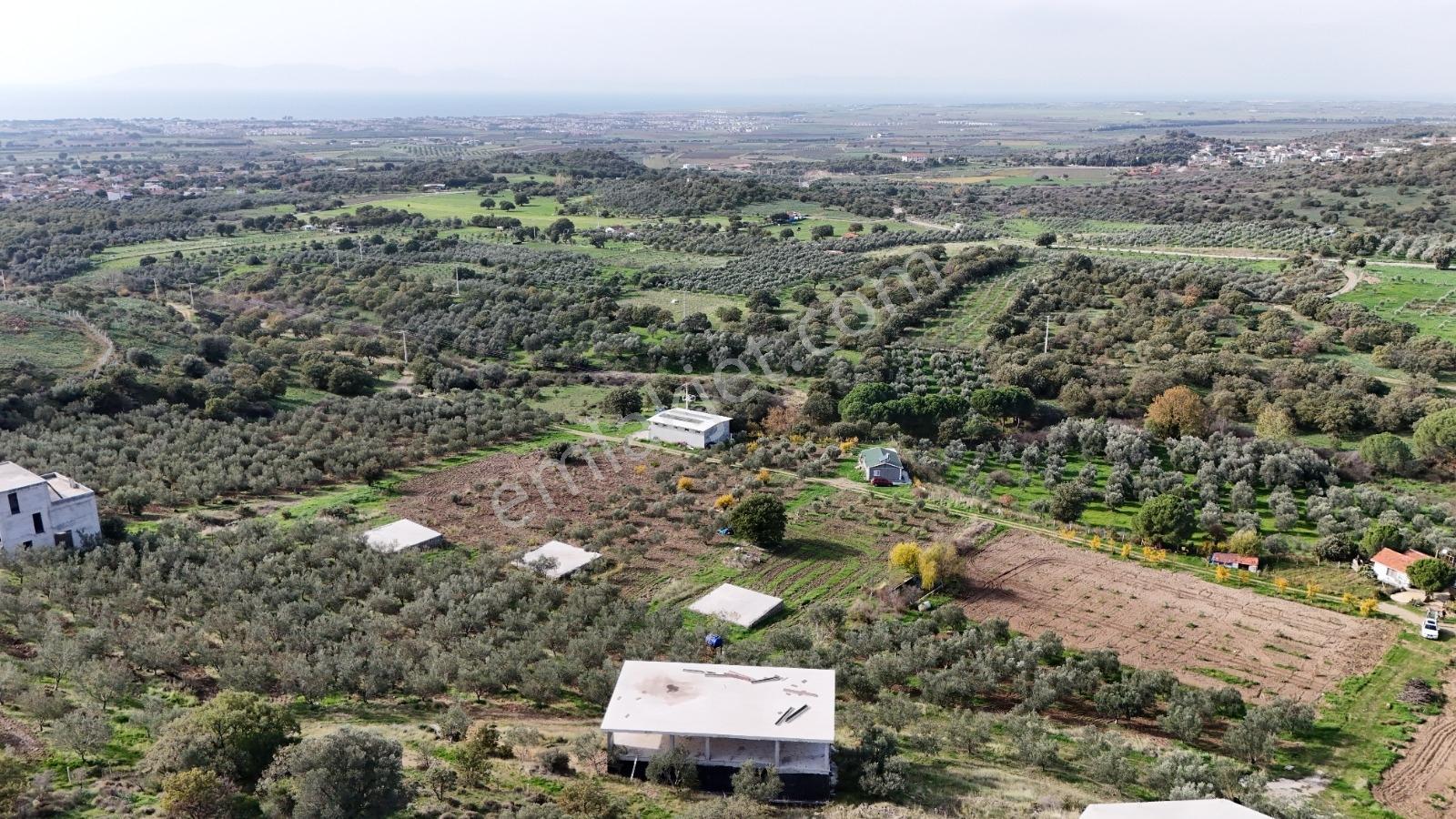 Turpa Arxesten Deniz Manzaralı 46 Dönüm Çiftlik Satılıktır. - Görsel 17