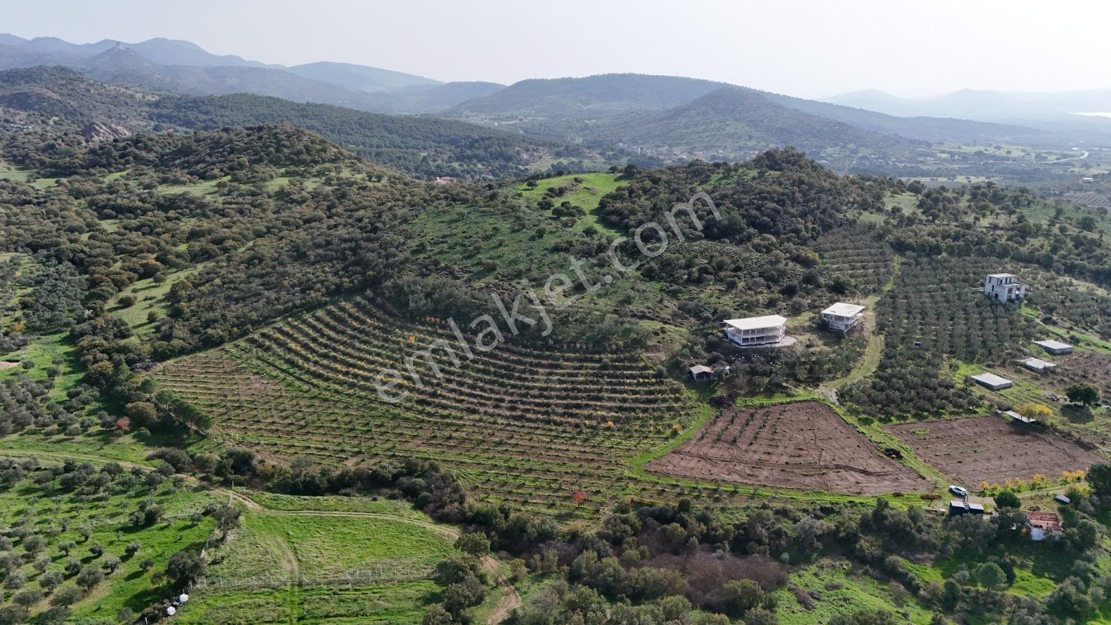 Turpa Arxesten Deniz Manzaralı 46 Dönüm Çiftlik Satılıktır. - Görsel 26