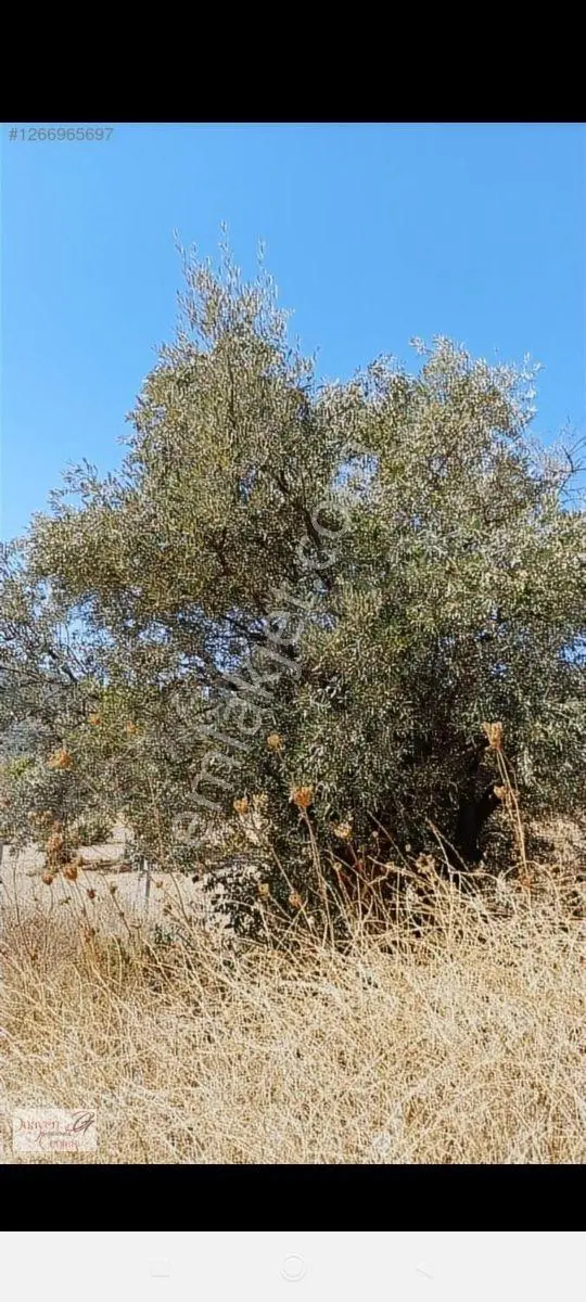 Yabancıdan.yola Cepheli Satılık Tarla.sultaniye Ada.parsel - Görsel 9