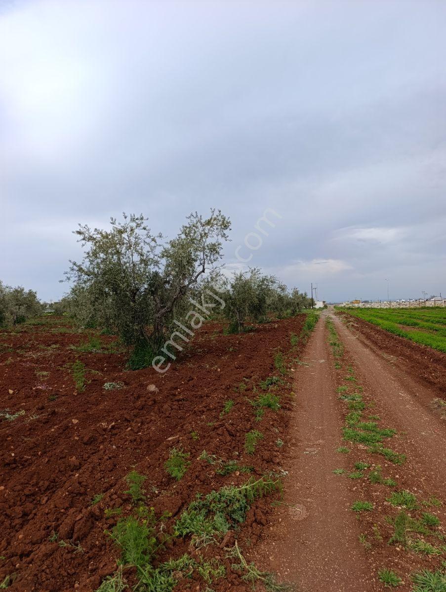 Ayyıldız Emlak - Yatırımlık 5.800 M2 Zeytinlik Yola Yakın Konum - Görsel 3