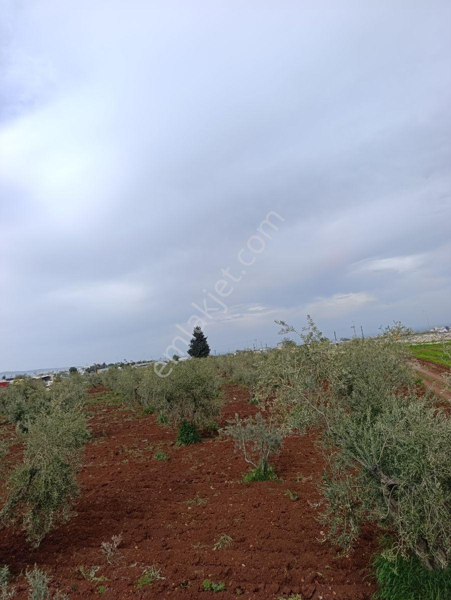 Ayyıldız Emlak - Yatırımlık 5.800 M2 Zeytinlik Yola Yakın Konum - Görsel 2