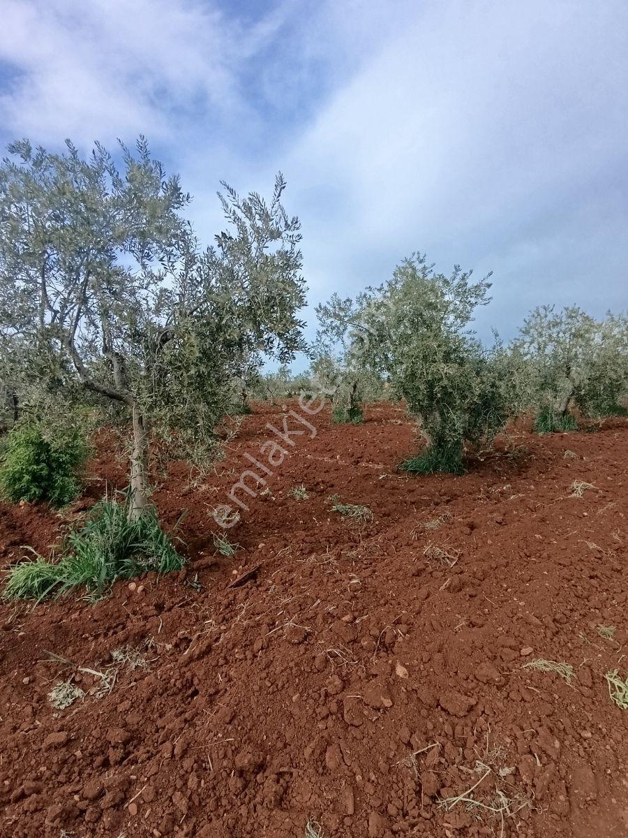 Ayyıldız Emlak - Yatırımlık 5.800 M2 Zeytinlik Yola Yakın Konum - Görsel 10