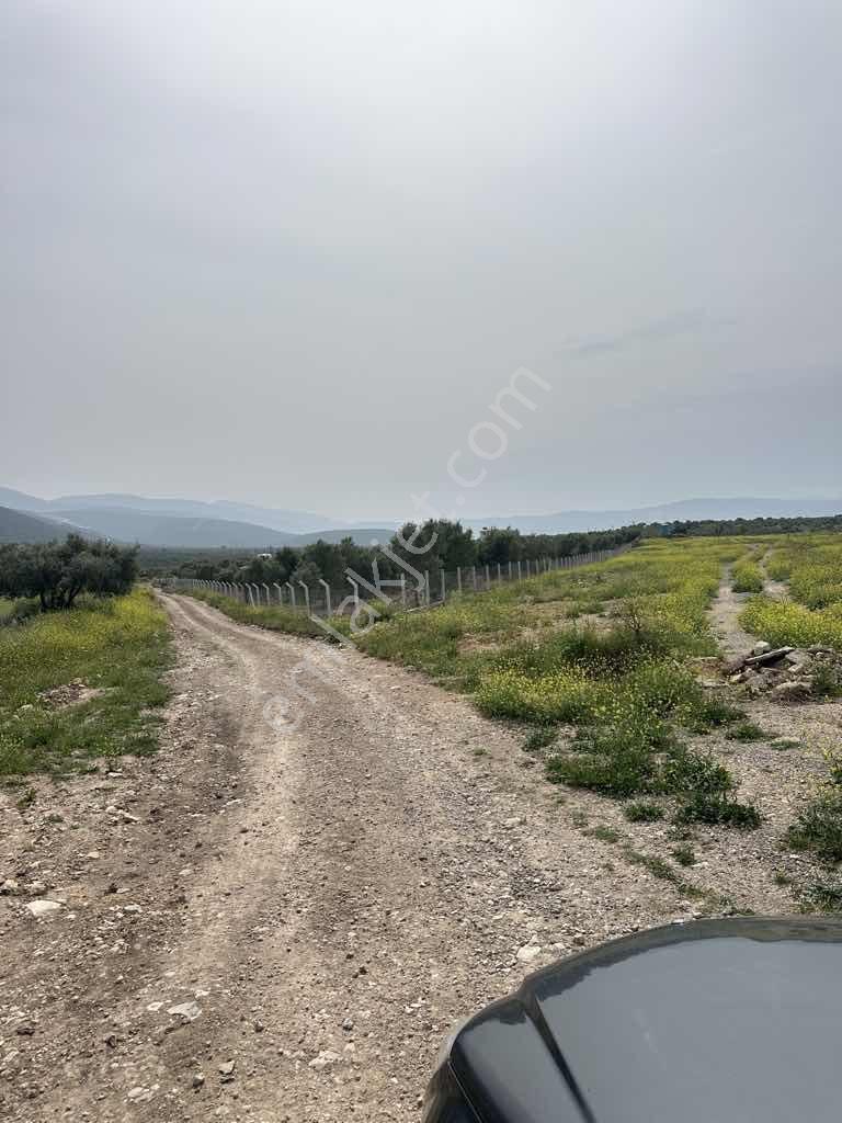 Ak Yeniköyde Yatırımlık Kurulu Düzen Satılık Eşsiz Zeytinlik - Görsel 17