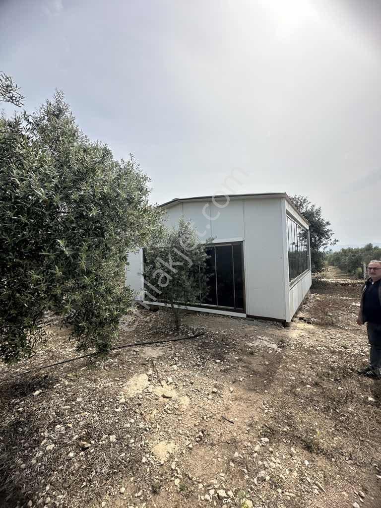 Ak Yeniköyde Yatırımlık Kurulu Düzen Satılık Eşsiz Zeytinlik - Görsel 4