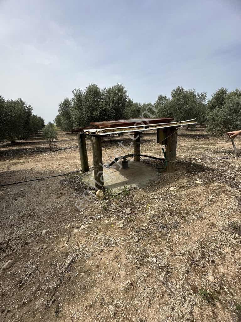 Ak Yeniköyde Yatırımlık Kurulu Düzen Satılık Eşsiz Zeytinlik - Görsel 6