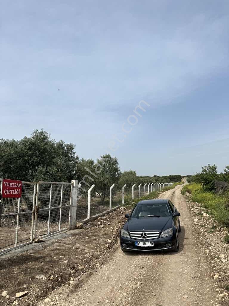 Ak Yeniköyde Yatırımlık Kurulu Düzen Satılık Eşsiz Zeytinlik - Görsel 16