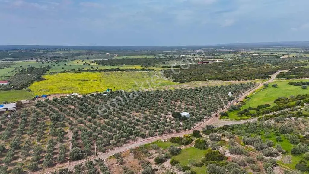 Ak Yeniköyde Yatırımlık Kurulu Düzen Satılık Eşsiz Zeytinlik - Görsel 2