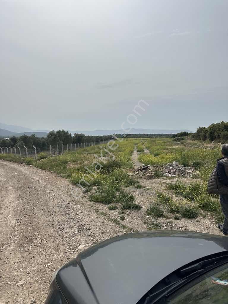 Ak Yeniköyde Yatırımlık Kurulu Düzen Satılık Eşsiz Zeytinlik - Görsel 10