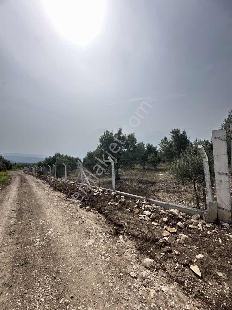 Ak Yeniköyde Yatırımlık Kurulu Düzen Satılık Eşsiz Zeytinlik - Görsel 5