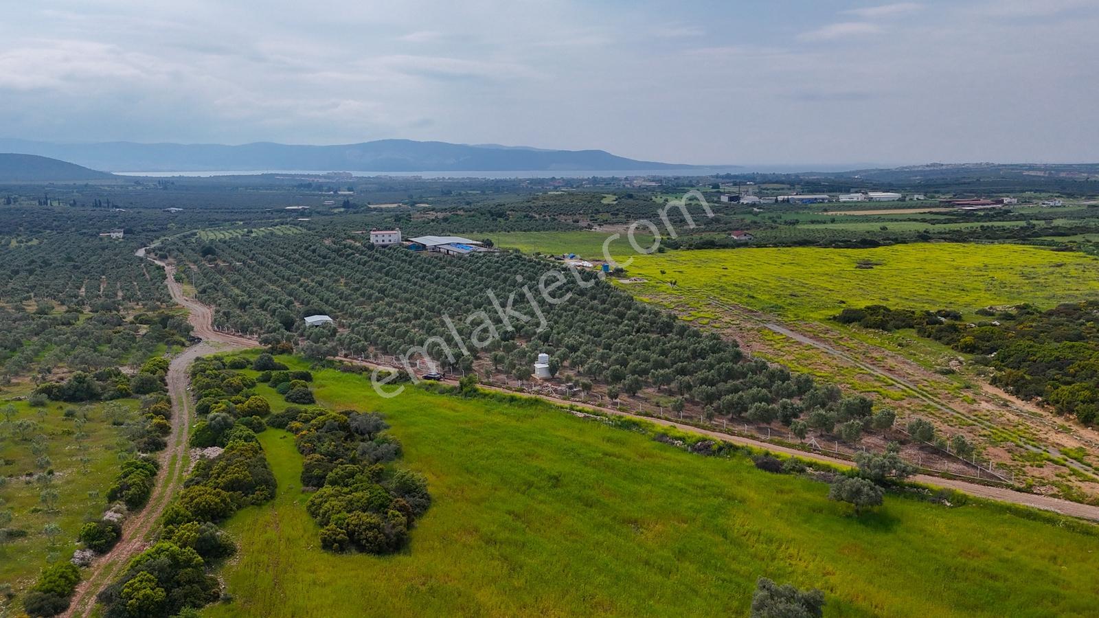 Ak Yeniköyde Yatırımlık Kurulu Düzen Satılık Eşsiz Zeytinlik - Görsel 12