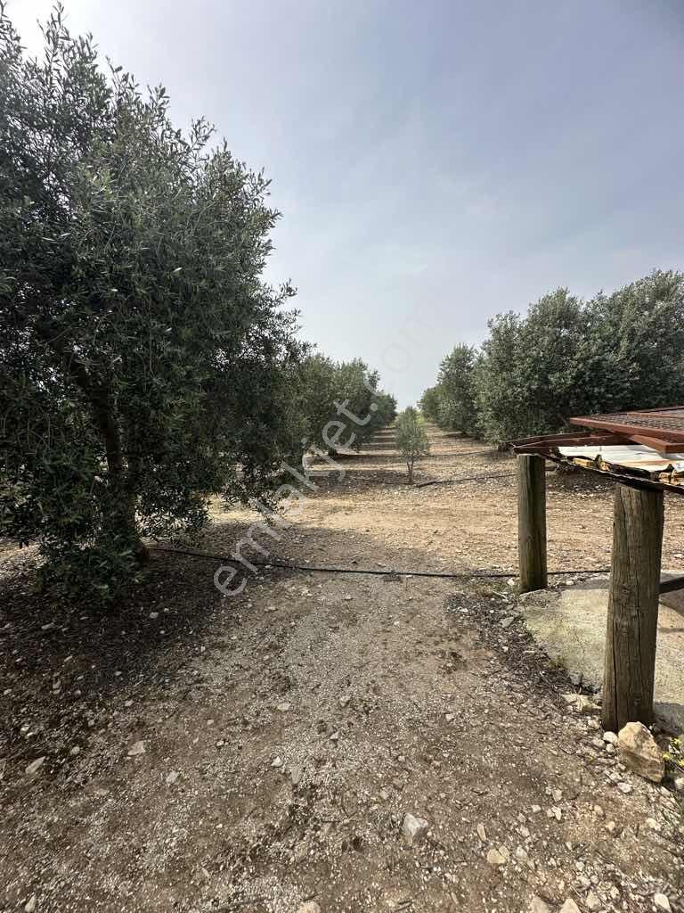 Ak Yeniköyde Yatırımlık Kurulu Düzen Satılık Eşsiz Zeytinlik - Görsel 7