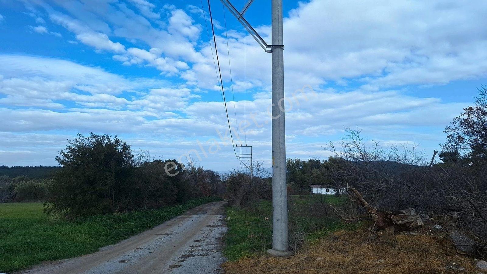 Denize 5 Km. Mesafede 9.928m² Yolu Suyu Elektriği Olan Zeytinlik - Görsel 18