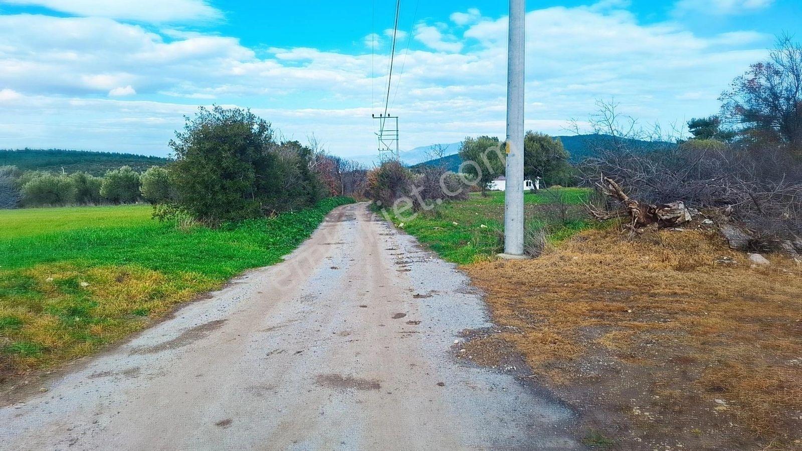 Denize 5 Km. Mesafede 9.928m² Yolu Suyu Elektriği Olan Zeytinlik - Görsel 15