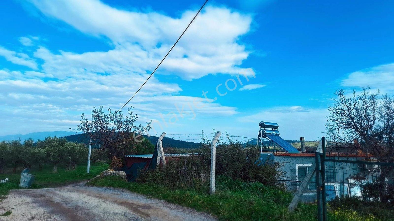 Denize 5 Km. Mesafede 9.928m² Yolu Suyu Elektriği Olan Zeytinlik - Görsel 3