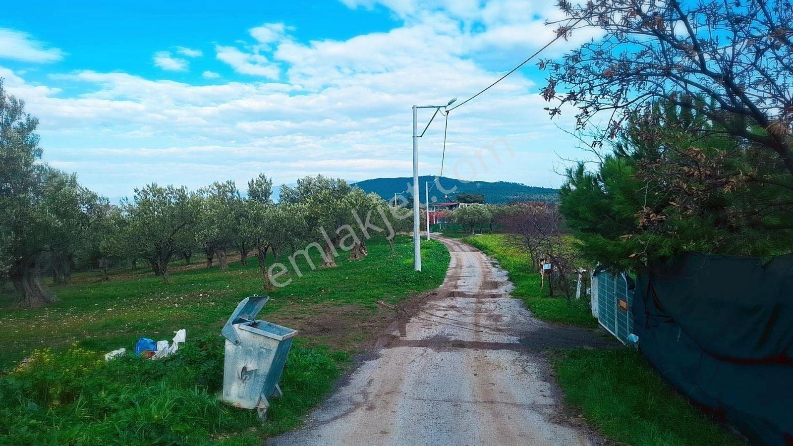 Denize 5 Km. Mesafede 9.928m² Yolu Suyu Elektriği Olan Zeytinlik - Görsel 5