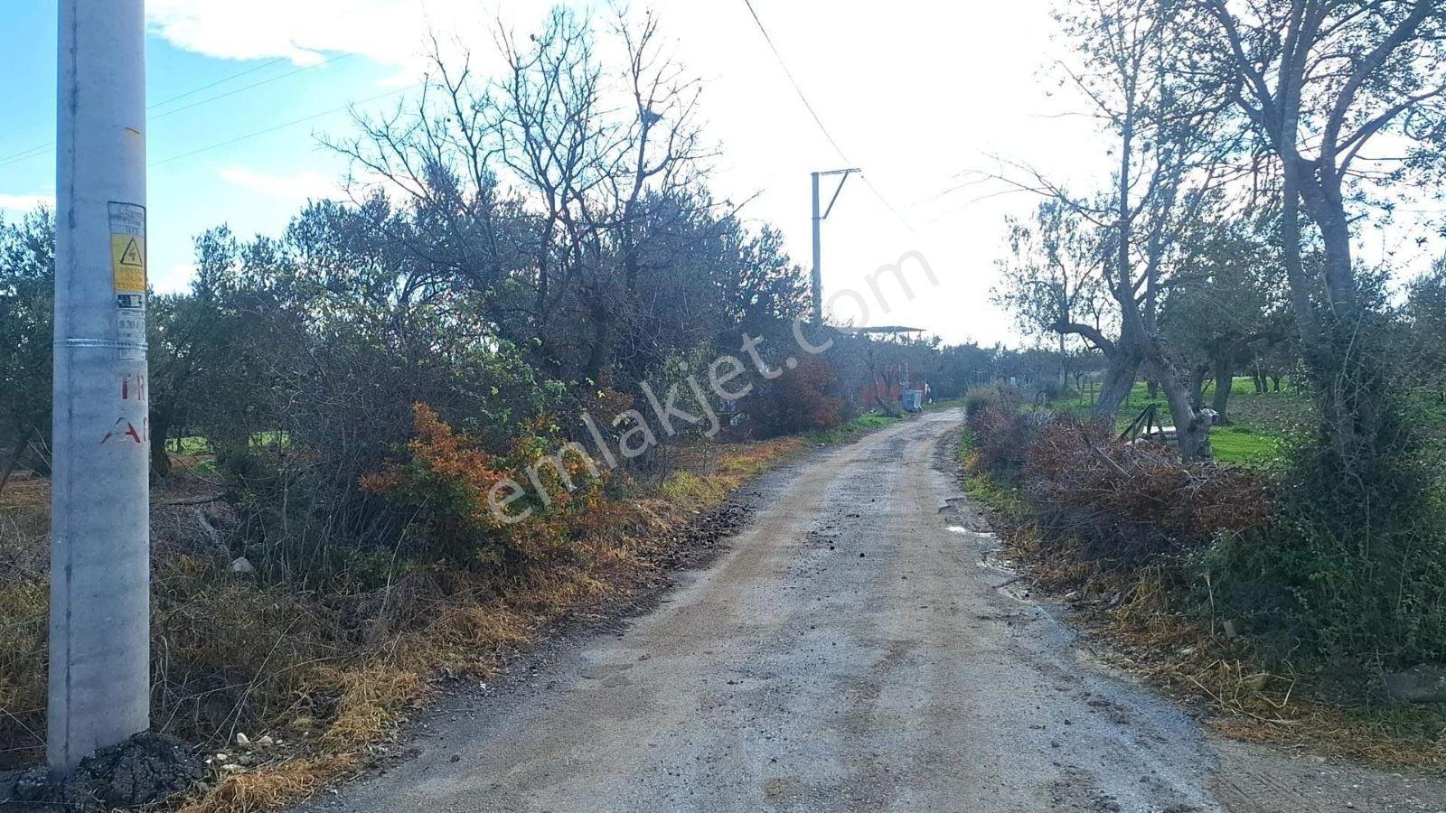 Denize 5 Km. Mesafede 9.928m² Yolu Suyu Elektriği Olan Zeytinlik - Görsel 19