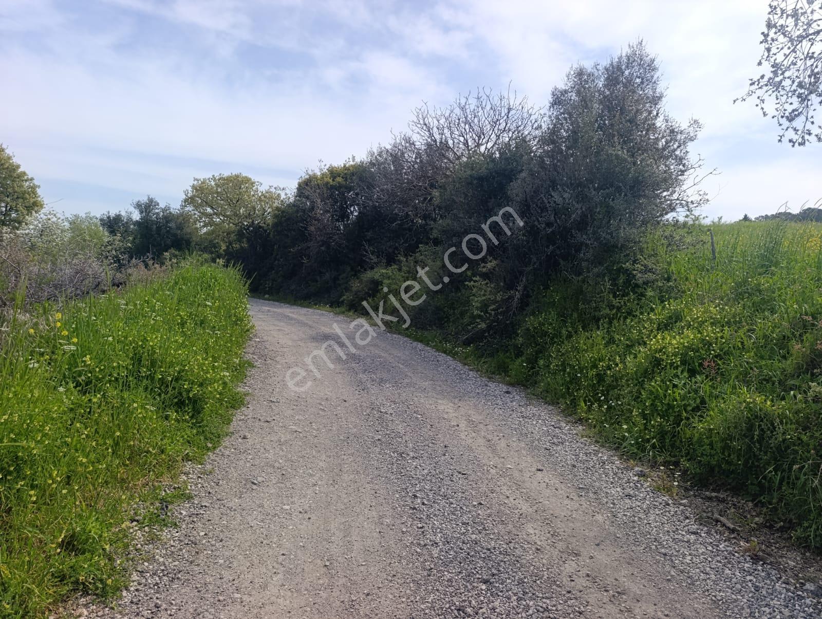Zeytindag Bozyerlerde Kadastro Yolu Olan Satılık Tarla - Görsel 6
