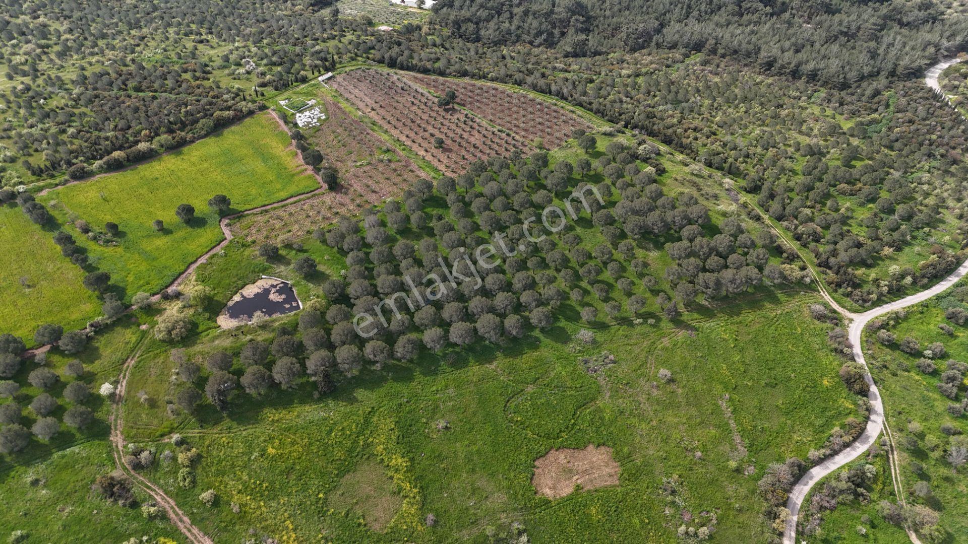 Zeytindag Bozyerlerde Kadastro Yolu Olan Satılık Tarla - Görsel 3