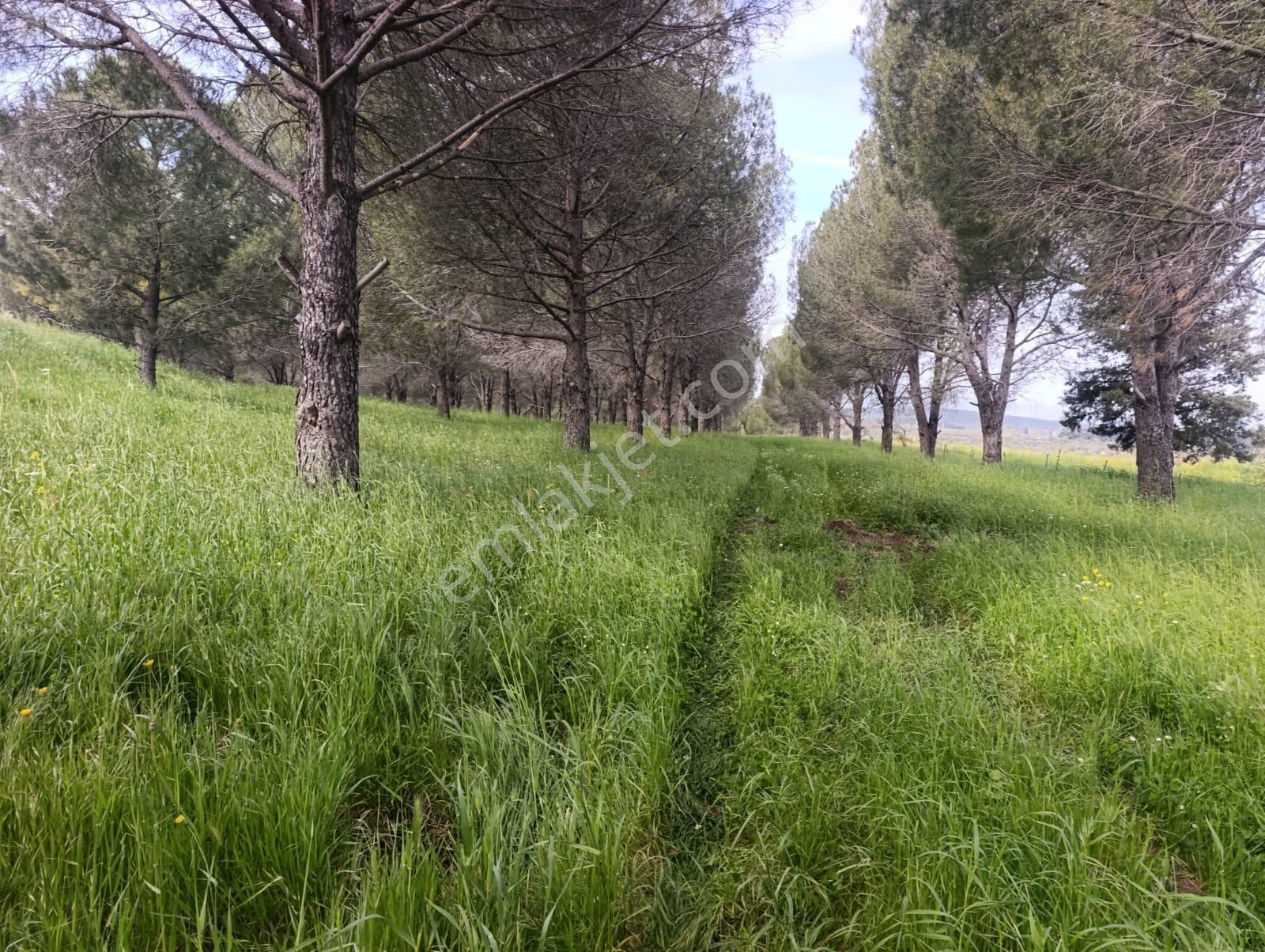 Zeytindag Bozyerlerde Kadastro Yolu Olan Satılık Tarla - Görsel 4
