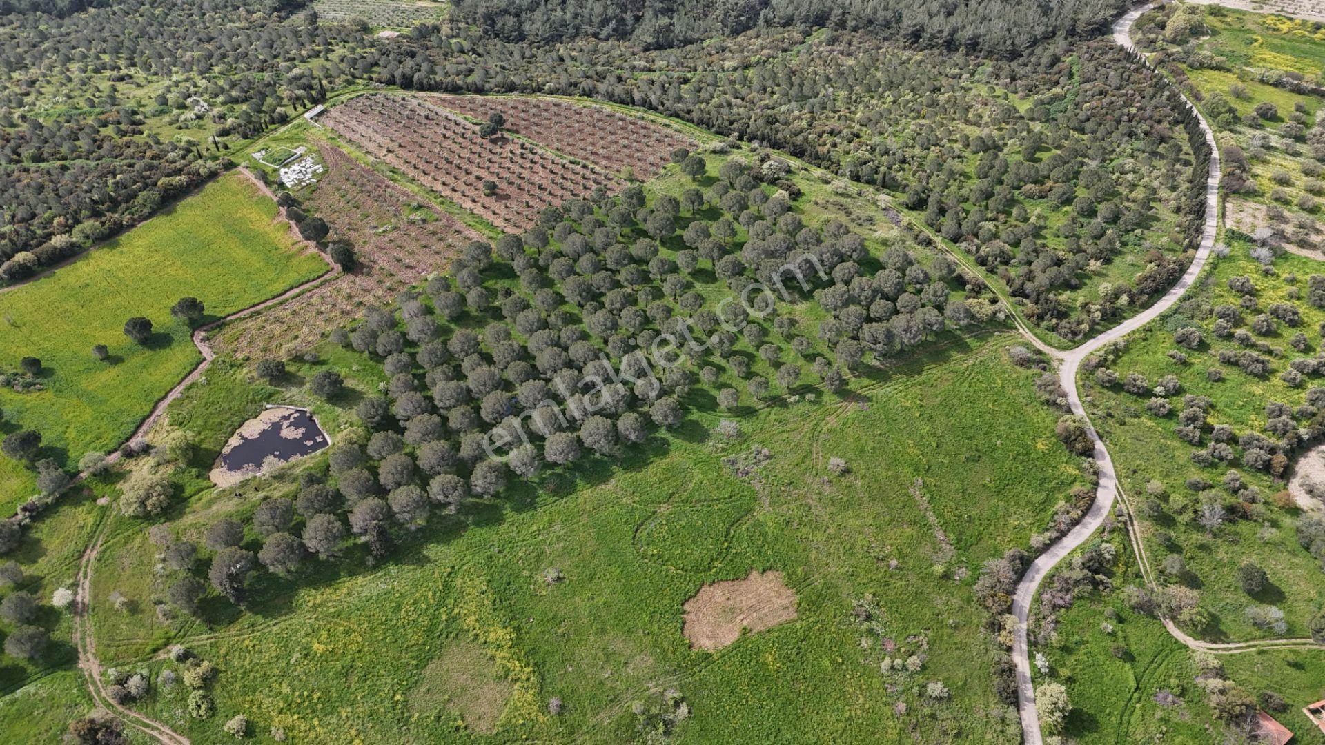 Zeytindag Bozyerlerde Kadastro Yolu Olan Satılık Tarla - Görsel 2