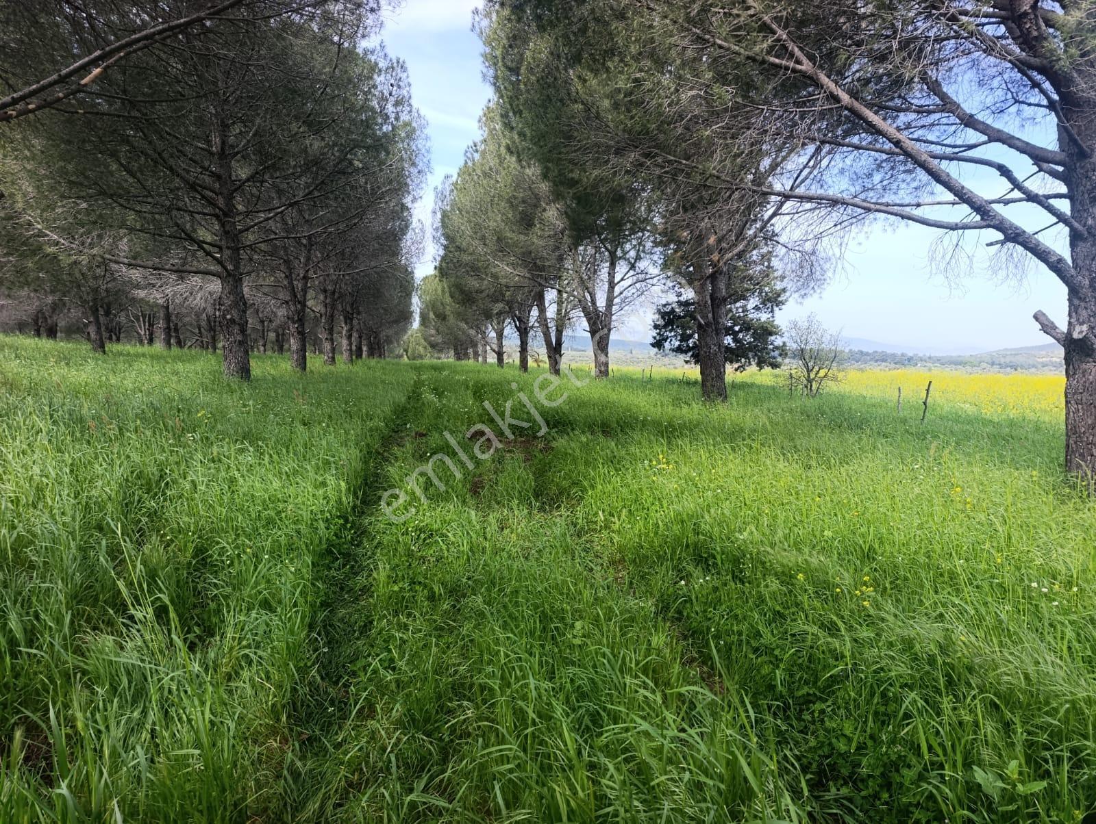 Zeytindag Bozyerlerde Kadastro Yolu Olan Satılık Tarla - Görsel 5