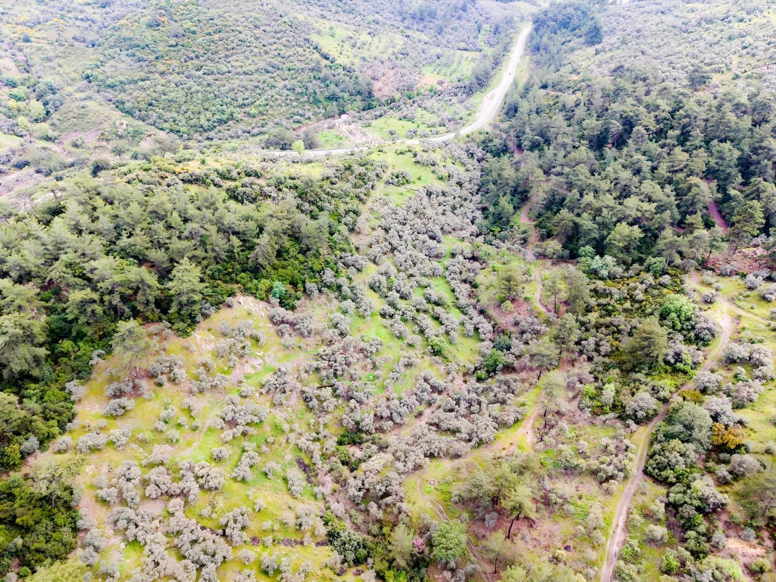 Doğadan Örende Denize 7km Suyu Olan Zeytin Bahçesi - Görsel 3