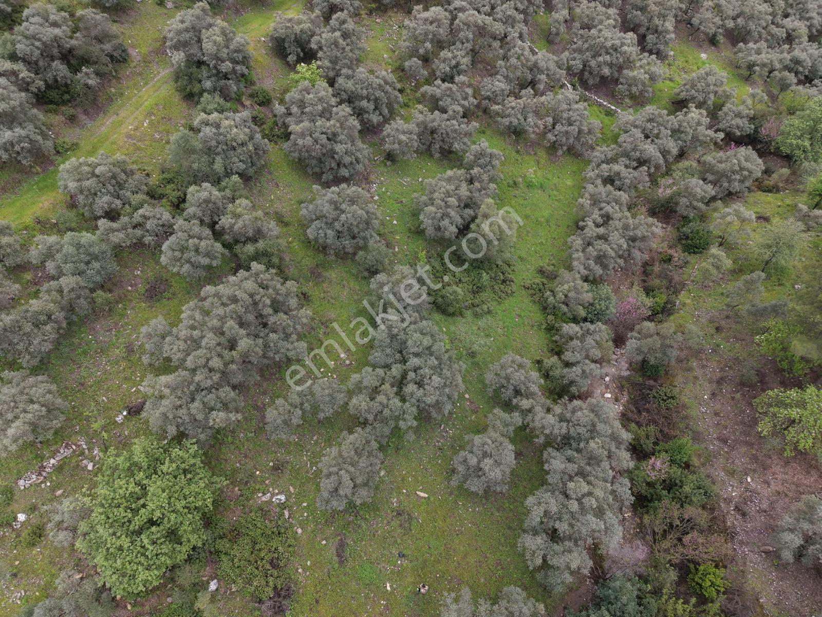 Doğadan Örende Denize 7km Suyu Olan Zeytin Bahçesi - Görsel 15