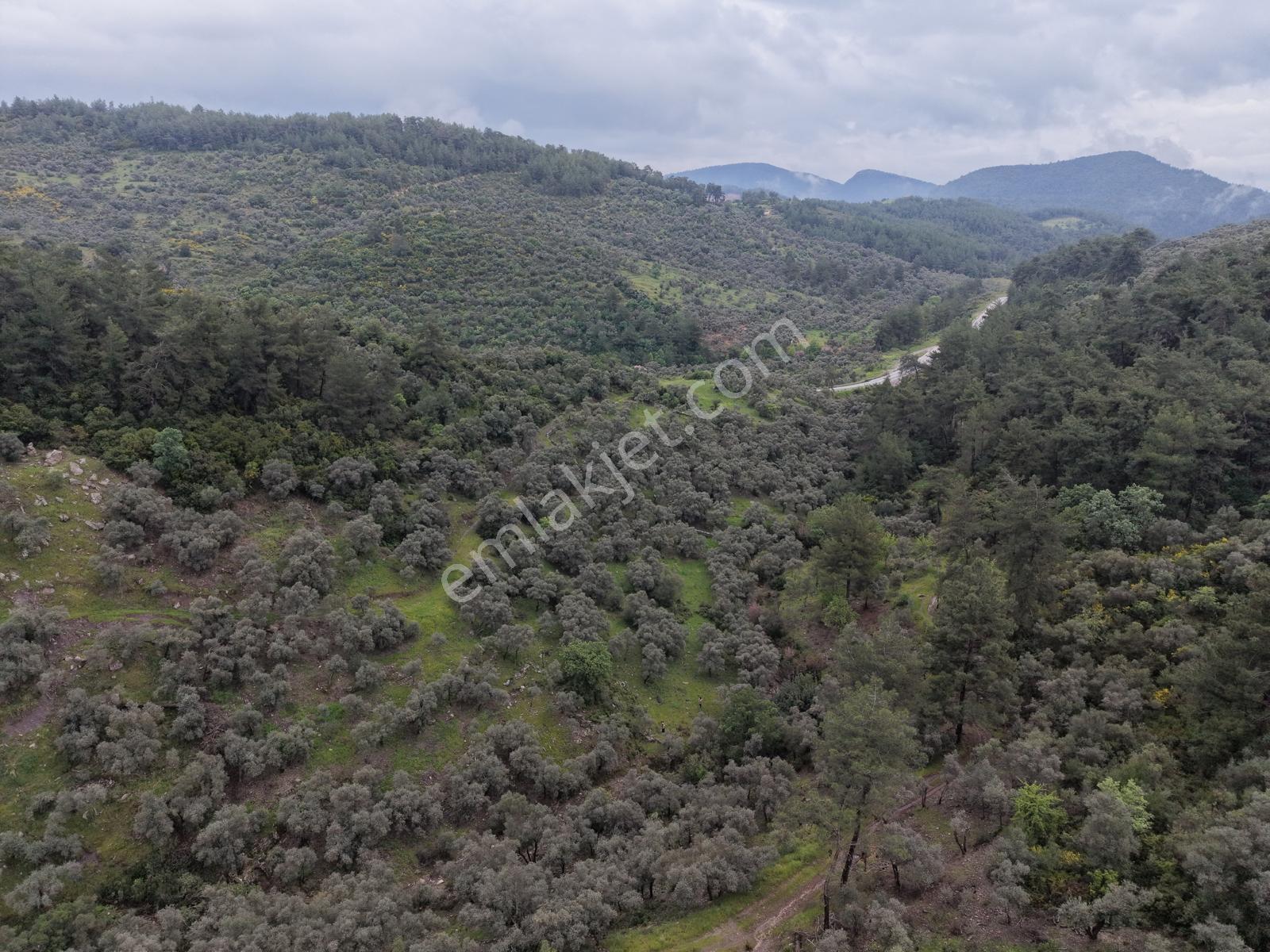 Doğadan Örende Denize 7km Suyu Olan Zeytin Bahçesi - Görsel 2