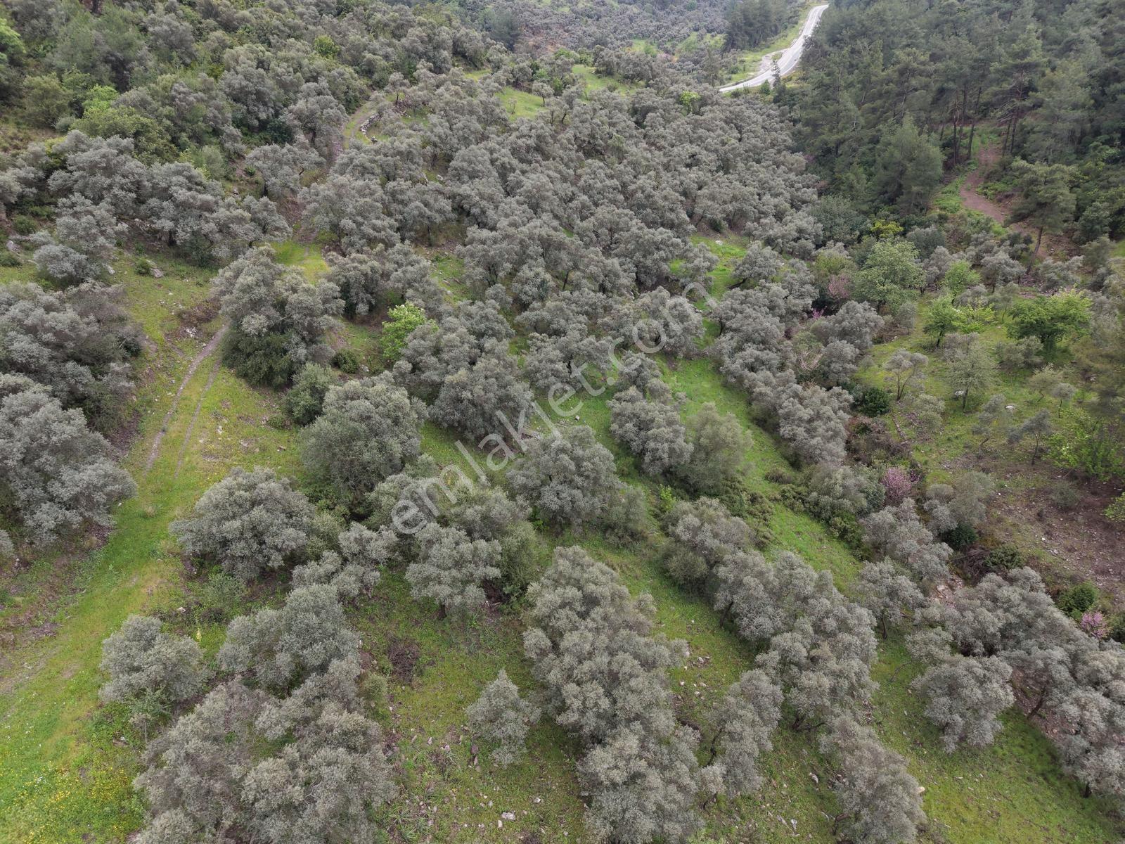 Doğadan Örende Denize 7km Suyu Olan Zeytin Bahçesi - Görsel 13
