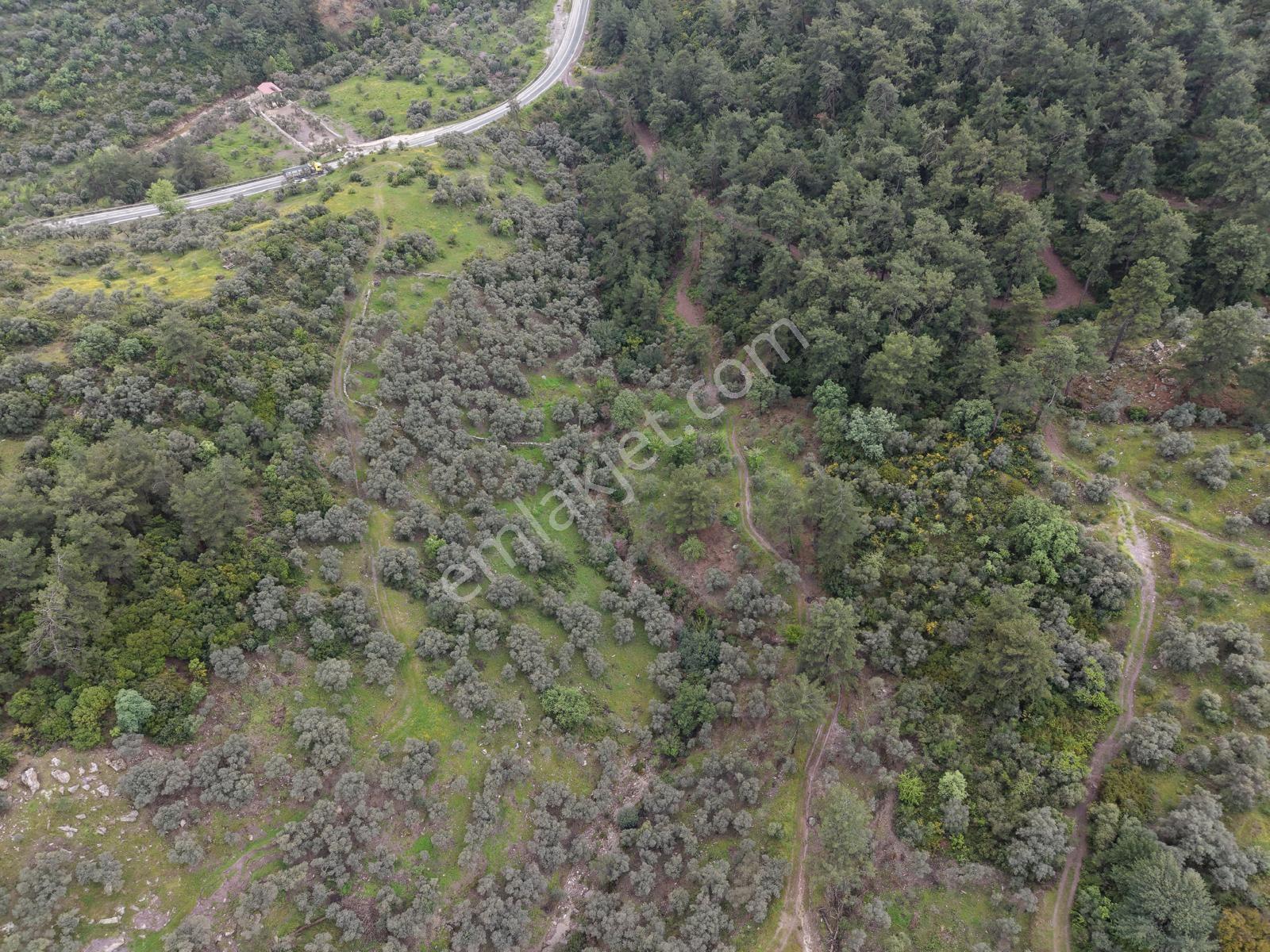 Doğadan Örende Denize 7km Suyu Olan Zeytin Bahçesi - Görsel 30