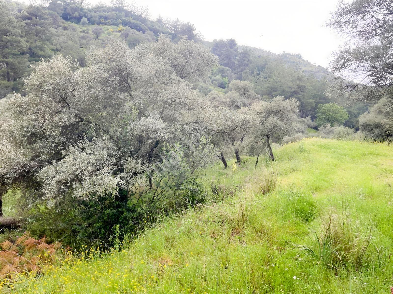 Doğadan Örende Denize 7km Suyu Olan Zeytin Bahçesi - Görsel 33
