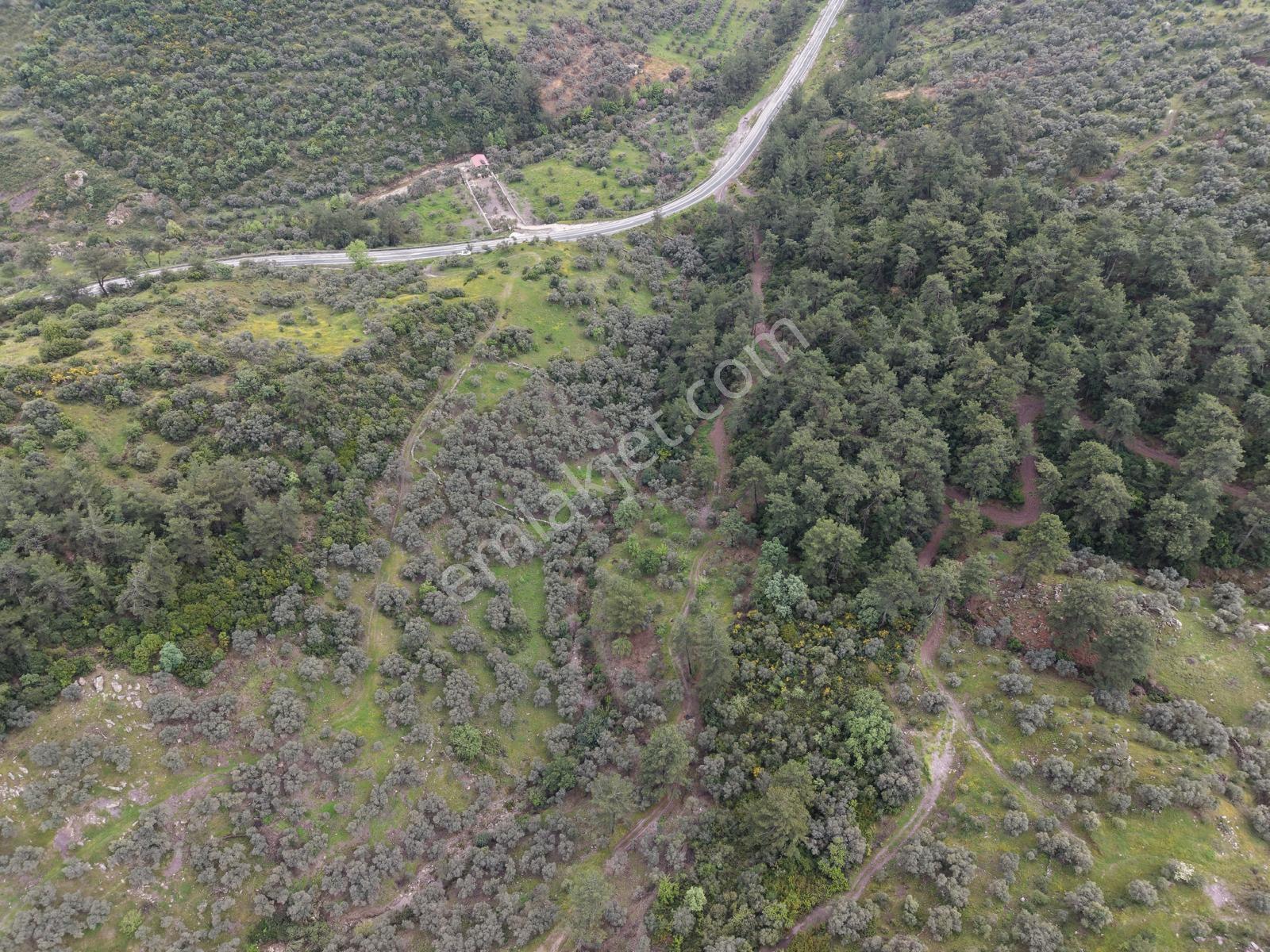 Doğadan Örende Denize 7km Suyu Olan Zeytin Bahçesi - Görsel 7