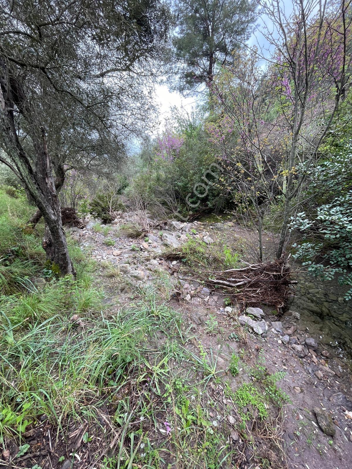 Doğadan Örende Denize 7km Suyu Olan Zeytin Bahçesi - Görsel 29