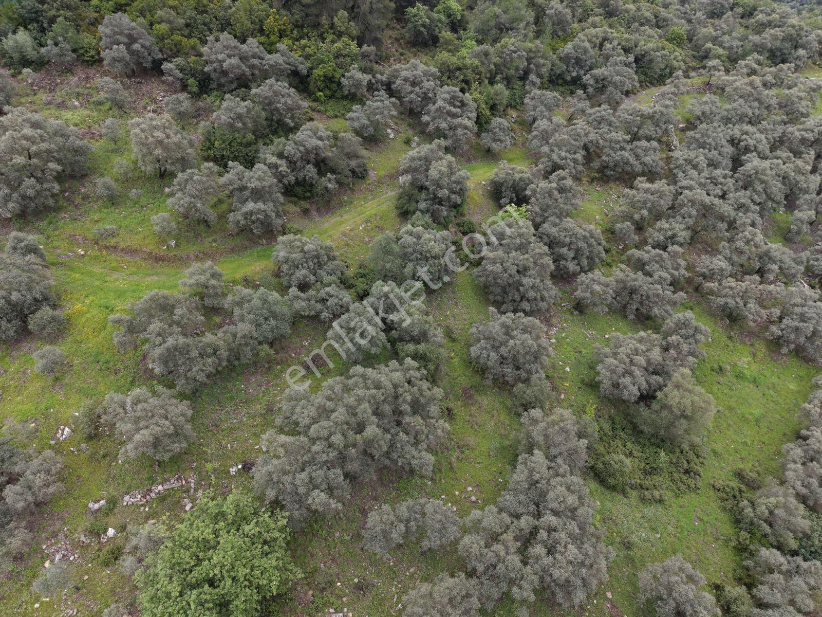 Doğadan Örende Denize 7km Suyu Olan Zeytin Bahçesi - Görsel 14