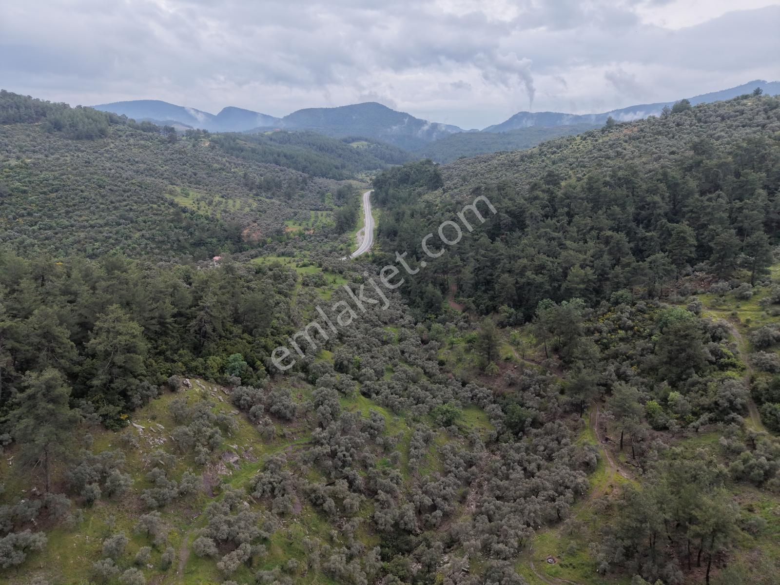 Doğadan Örende Denize 7km Suyu Olan Zeytin Bahçesi - Görsel 12