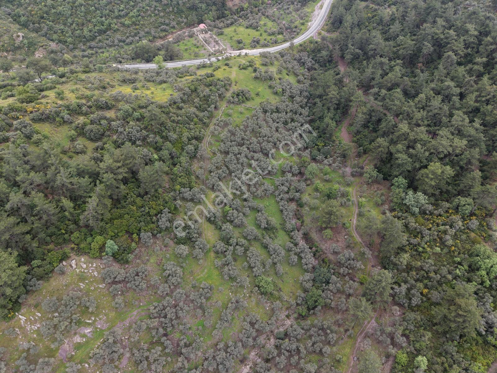 Doğadan Örende Denize 7km Suyu Olan Zeytin Bahçesi - Görsel 11