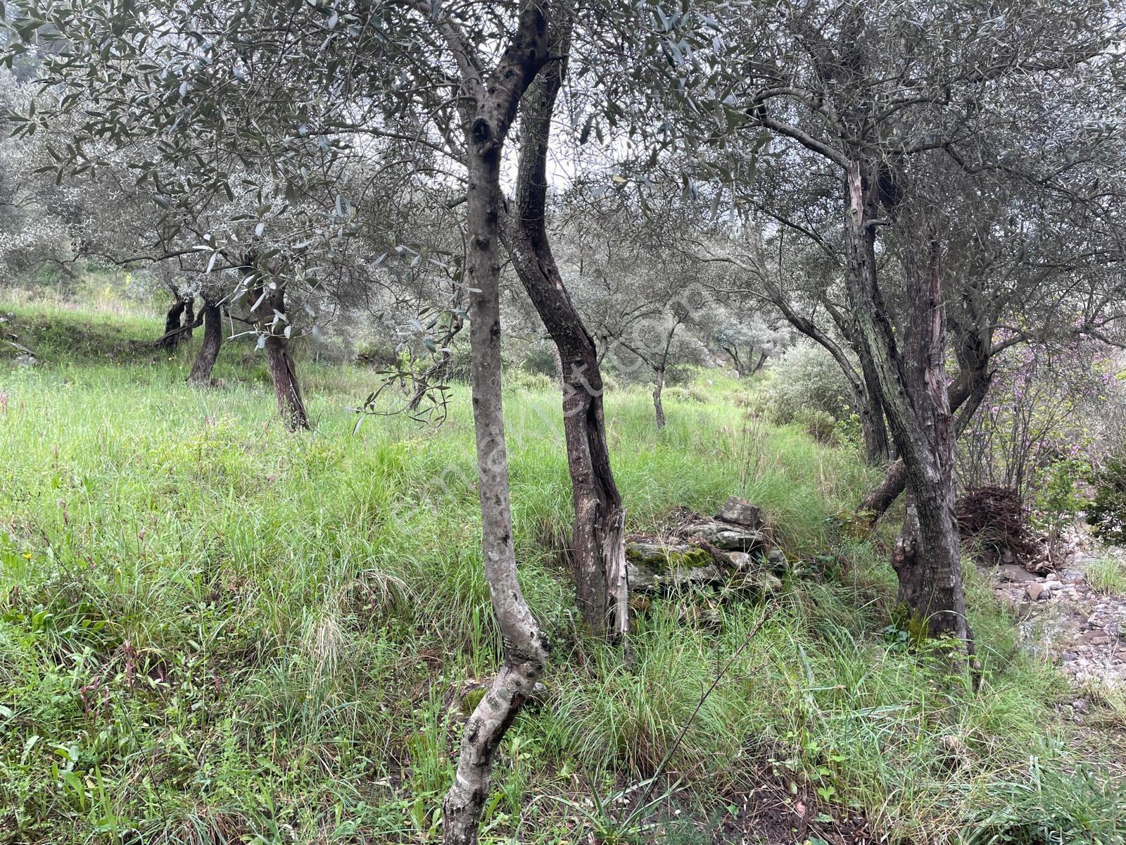 Doğadan Örende Denize 7km Suyu Olan Zeytin Bahçesi - Görsel 10