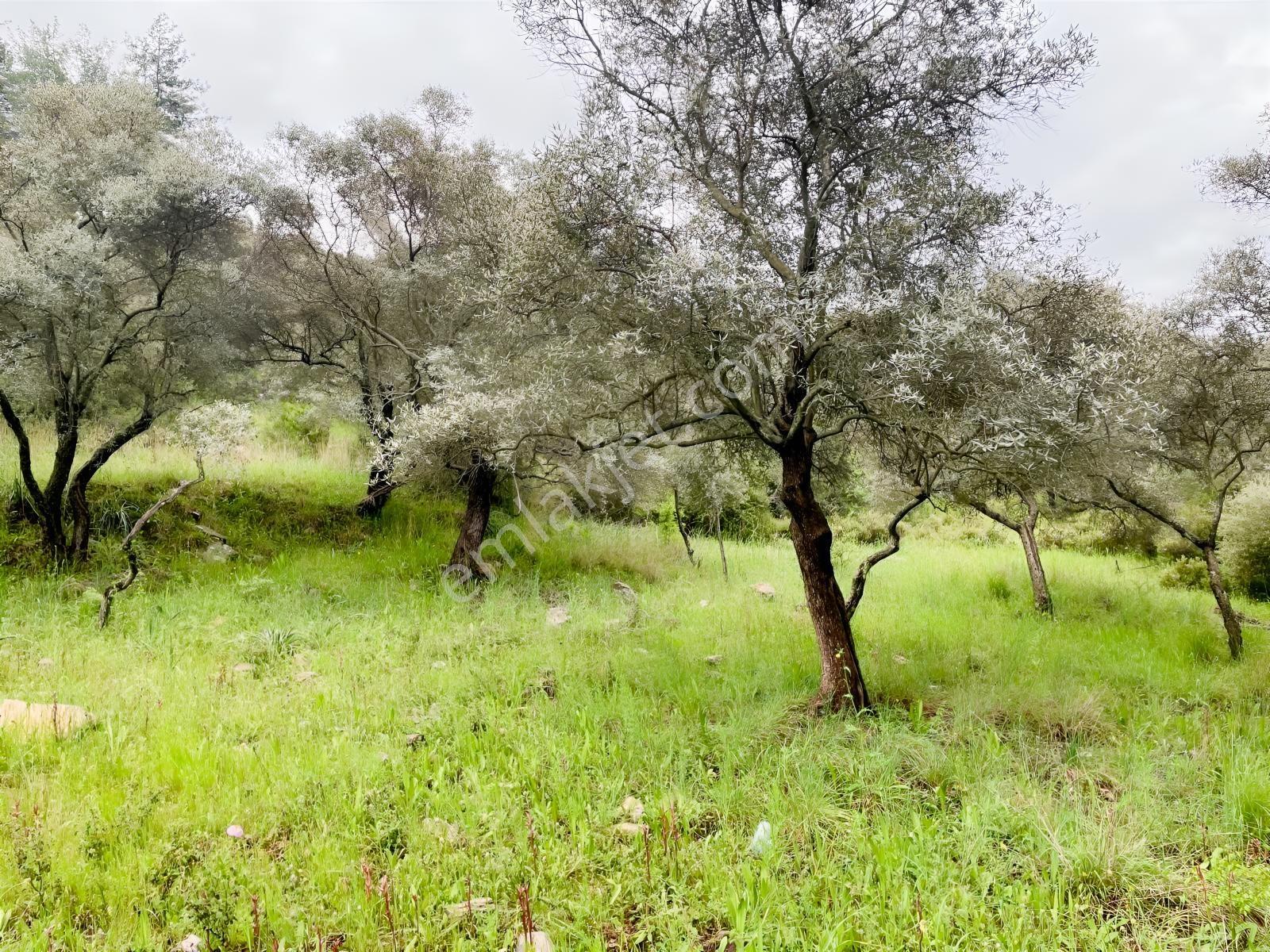 Doğadan Örende Denize 7km Suyu Olan Zeytin Bahçesi - Görsel 17