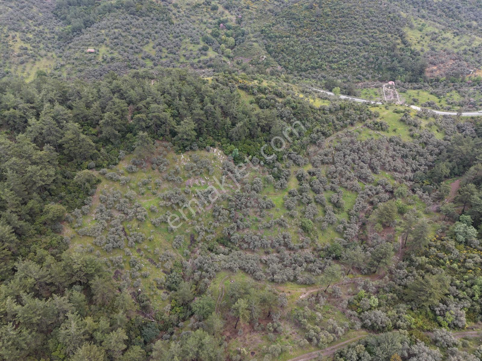 Doğadan Örende Denize 7km Suyu Olan Zeytin Bahçesi - Görsel 4