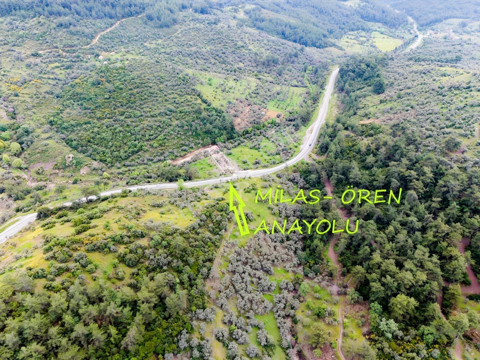 Doğadan Örende Denize 7km Suyu Olan Zeytin Bahçesi - Görsel 26
