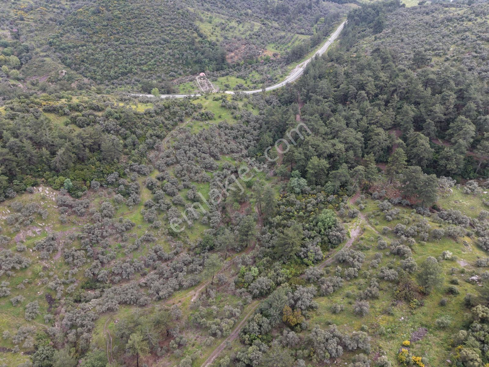 Doğadan Örende Denize 7km Suyu Olan Zeytin Bahçesi - Görsel 5