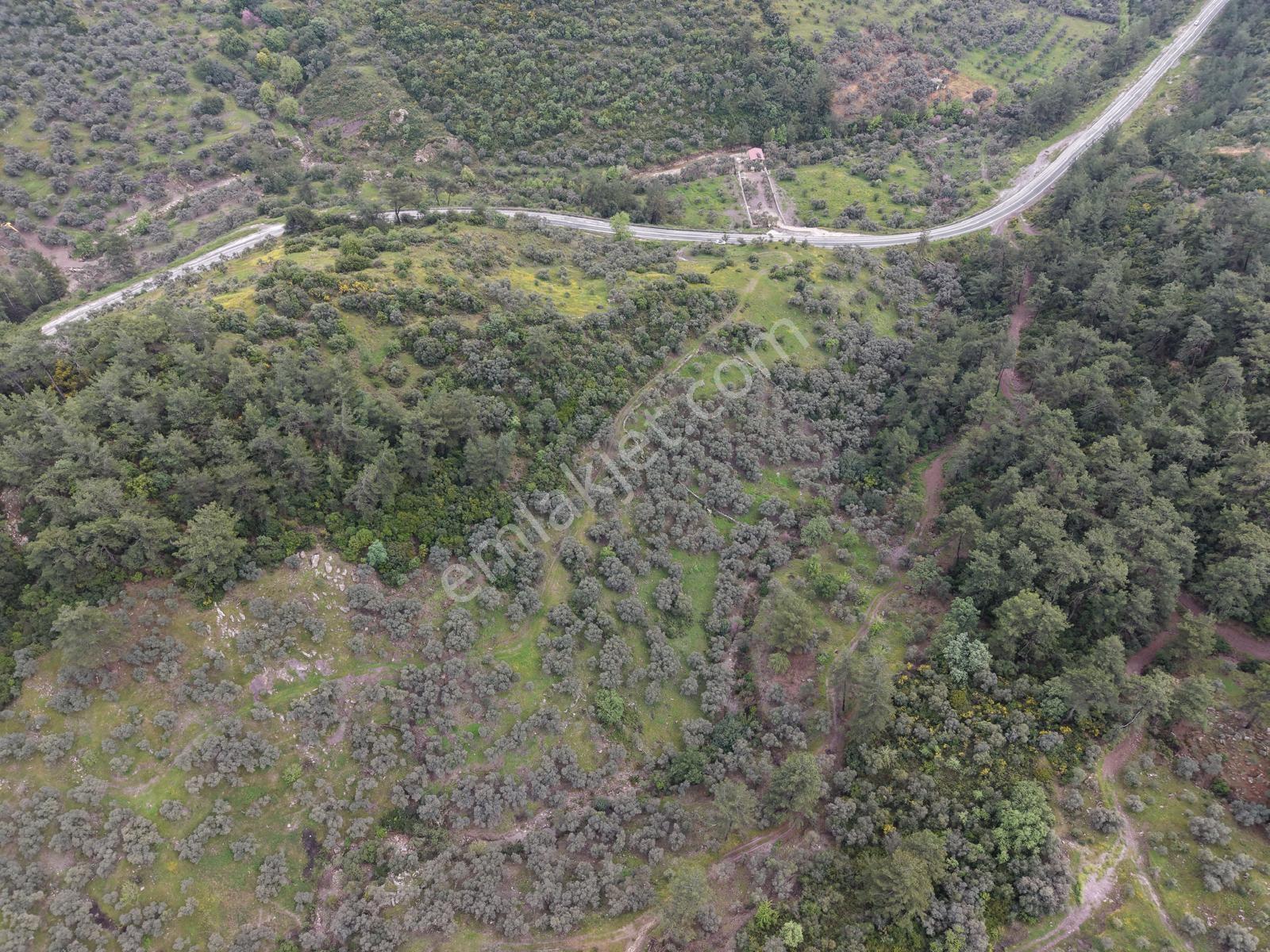 Doğadan Örende Denize 7km Suyu Olan Zeytin Bahçesi - Görsel 16