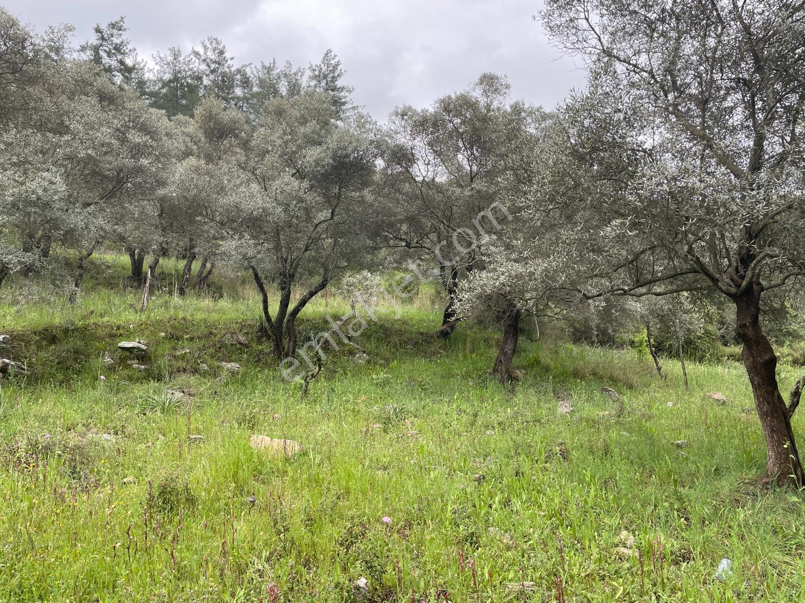 Doğadan Örende Denize 7km Suyu Olan Zeytin Bahçesi - Görsel 18