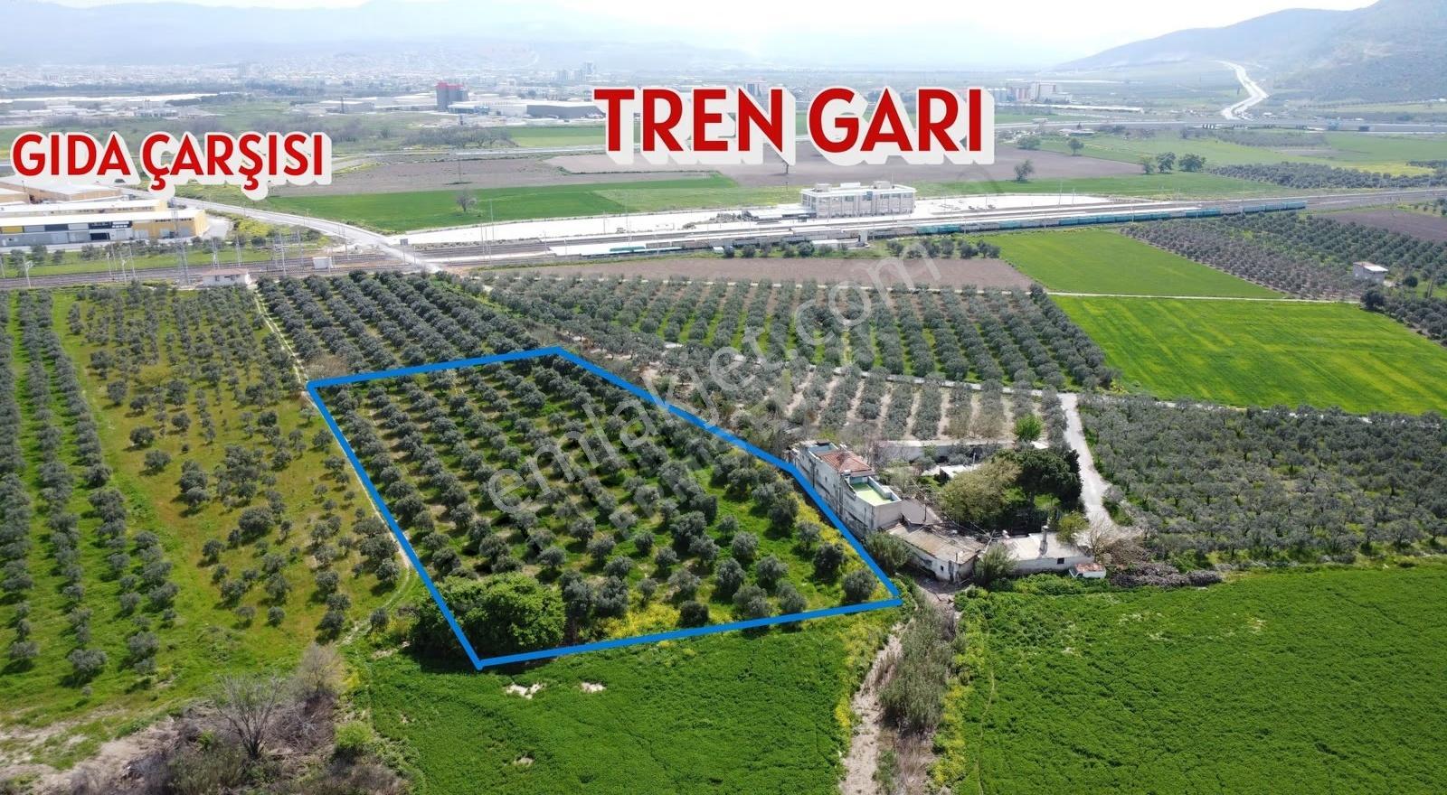 Reşatbeyde İmara Yakın Zeytinlik